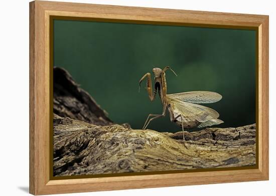 Mantis Religiosa (Praying Mantis) - in Defensive Posture, Threat Display-Paul Starosta-Framed Premier Image Canvas