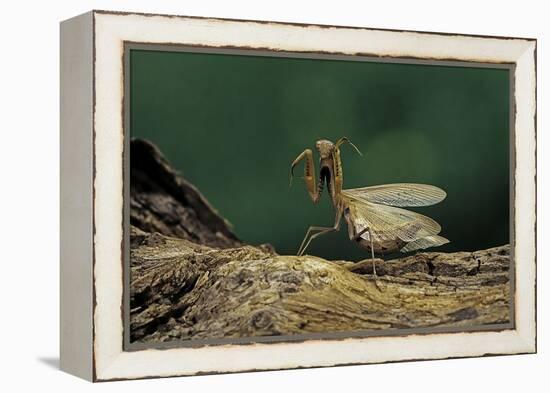 Mantis Religiosa (Praying Mantis) - in Defensive Posture, Threat Display-Paul Starosta-Framed Premier Image Canvas