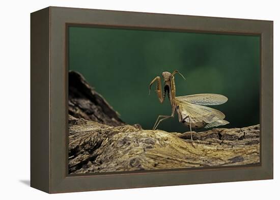 Mantis Religiosa (Praying Mantis) - in Defensive Posture, Threat Display-Paul Starosta-Framed Premier Image Canvas