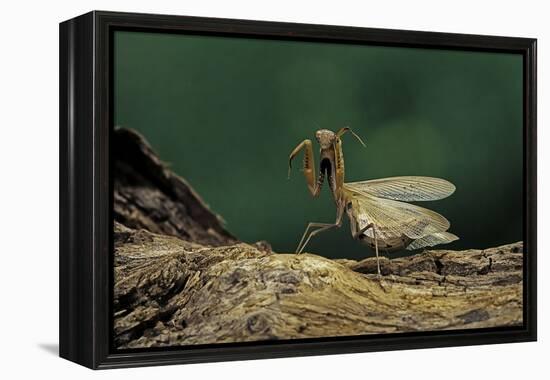 Mantis Religiosa (Praying Mantis) - in Defensive Posture, Threat Display-Paul Starosta-Framed Premier Image Canvas