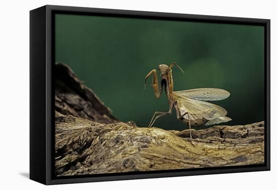 Mantis Religiosa (Praying Mantis) - in Defensive Posture, Threat Display-Paul Starosta-Framed Premier Image Canvas