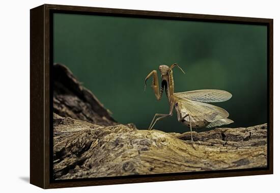 Mantis Religiosa (Praying Mantis) - in Defensive Posture, Threat Display-Paul Starosta-Framed Premier Image Canvas