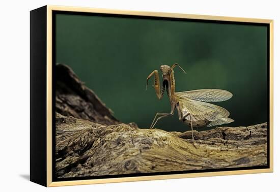 Mantis Religiosa (Praying Mantis) - in Defensive Posture, Threat Display-Paul Starosta-Framed Premier Image Canvas