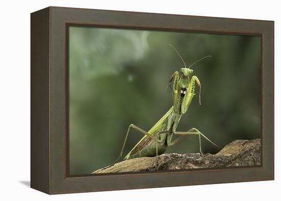 Mantis Religiosa (Praying Mantis) - in Defensive Posture, Threat Display-Paul Starosta-Framed Premier Image Canvas