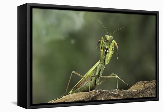 Mantis Religiosa (Praying Mantis) - in Defensive Posture, Threat Display-Paul Starosta-Framed Premier Image Canvas