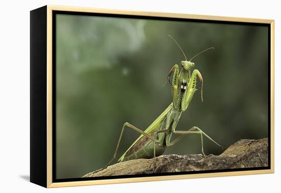Mantis Religiosa (Praying Mantis) - in Defensive Posture, Threat Display-Paul Starosta-Framed Premier Image Canvas
