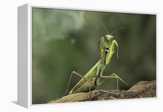 Mantis Religiosa (Praying Mantis) - in Defensive Posture, Threat Display-Paul Starosta-Framed Premier Image Canvas