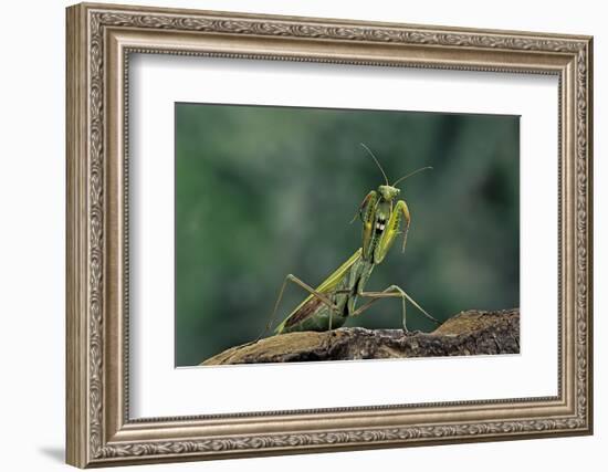 Mantis Religiosa (Praying Mantis) - in Defensive Posture, Threat Display-Paul Starosta-Framed Photographic Print