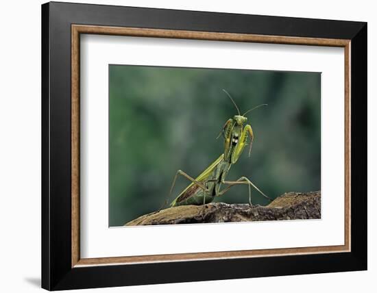 Mantis Religiosa (Praying Mantis) - in Defensive Posture, Threat Display-Paul Starosta-Framed Photographic Print