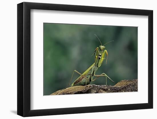 Mantis Religiosa (Praying Mantis) - in Defensive Posture, Threat Display-Paul Starosta-Framed Photographic Print