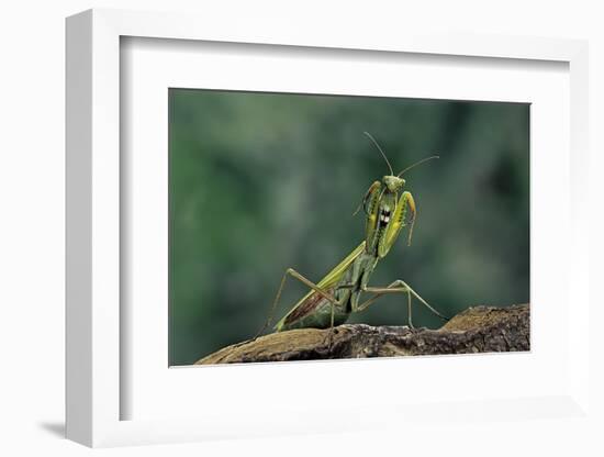 Mantis Religiosa (Praying Mantis) - in Defensive Posture, Threat Display-Paul Starosta-Framed Photographic Print