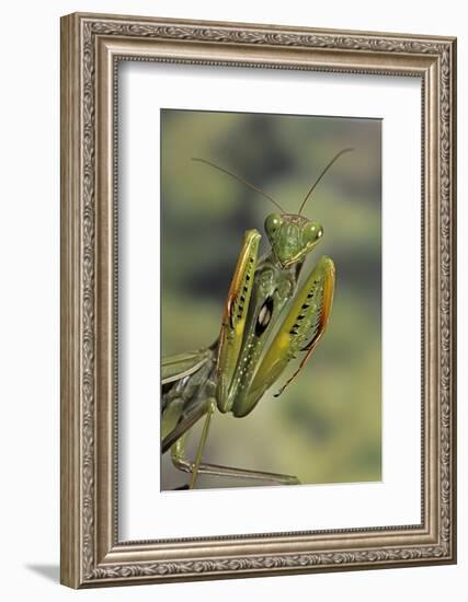 Mantis Religiosa (Praying Mantis) - in Defensive Posture, Threat Display-Paul Starosta-Framed Photographic Print