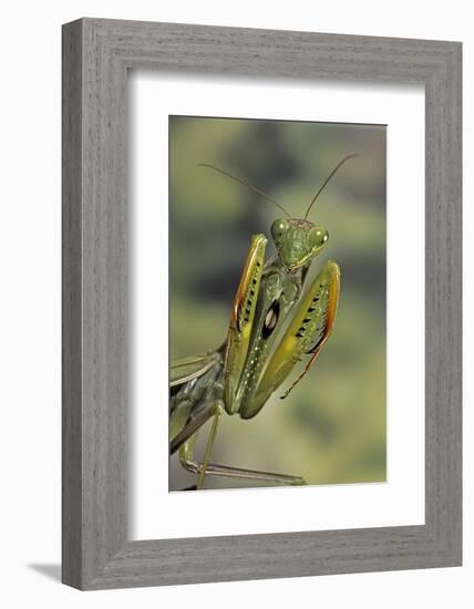 Mantis Religiosa (Praying Mantis) - in Defensive Posture, Threat Display-Paul Starosta-Framed Photographic Print