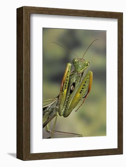 Mantis Religiosa (Praying Mantis) - in Defensive Posture, Threat Display-Paul Starosta-Framed Photographic Print