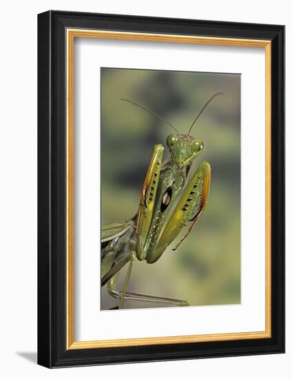 Mantis Religiosa (Praying Mantis) - in Defensive Posture, Threat Display-Paul Starosta-Framed Photographic Print