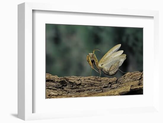 Mantis Religiosa (Praying Mantis) - in Defensive Posture, Threat Display-Paul Starosta-Framed Photographic Print