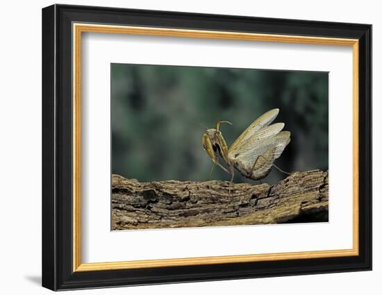 Mantis Religiosa (Praying Mantis) - in Defensive Posture, Threat Display-Paul Starosta-Framed Photographic Print