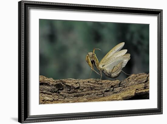 Mantis Religiosa (Praying Mantis) - in Defensive Posture, Threat Display-Paul Starosta-Framed Photographic Print