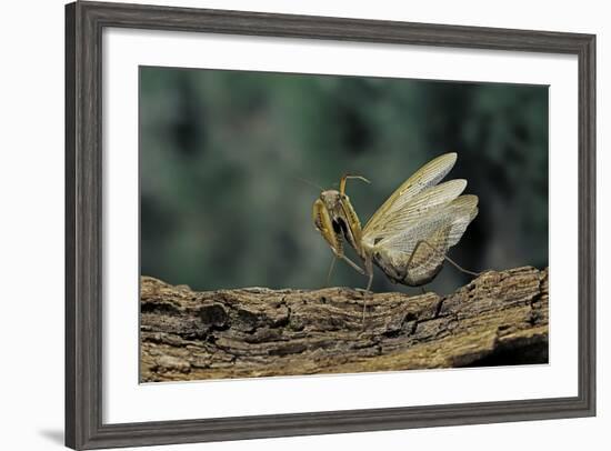 Mantis Religiosa (Praying Mantis) - in Defensive Posture, Threat Display-Paul Starosta-Framed Photographic Print