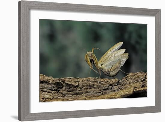 Mantis Religiosa (Praying Mantis) - in Defensive Posture, Threat Display-Paul Starosta-Framed Photographic Print