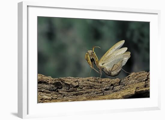 Mantis Religiosa (Praying Mantis) - in Defensive Posture, Threat Display-Paul Starosta-Framed Photographic Print