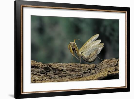 Mantis Religiosa (Praying Mantis) - in Defensive Posture, Threat Display-Paul Starosta-Framed Photographic Print