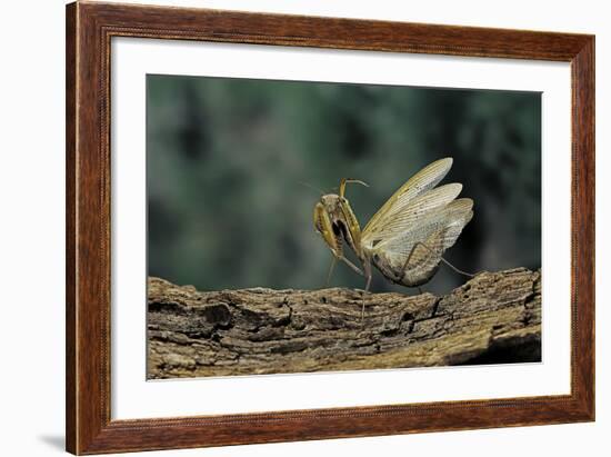 Mantis Religiosa (Praying Mantis) - in Defensive Posture, Threat Display-Paul Starosta-Framed Photographic Print