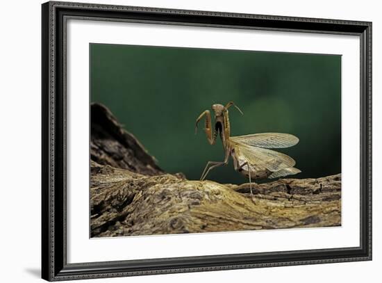 Mantis Religiosa (Praying Mantis) - in Defensive Posture, Threat Display-Paul Starosta-Framed Photographic Print