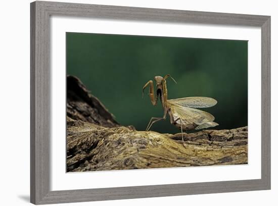 Mantis Religiosa (Praying Mantis) - in Defensive Posture, Threat Display-Paul Starosta-Framed Photographic Print