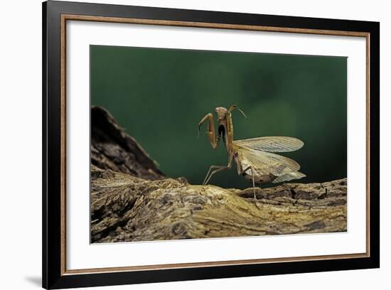 Mantis Religiosa (Praying Mantis) - in Defensive Posture, Threat Display-Paul Starosta-Framed Photographic Print