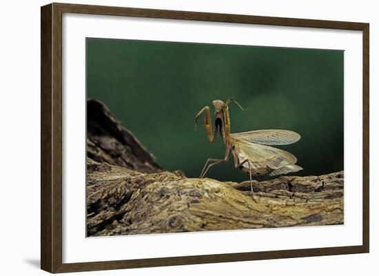 Mantis Religiosa (Praying Mantis) - in Defensive Posture, Threat Display-Paul Starosta-Framed Photographic Print