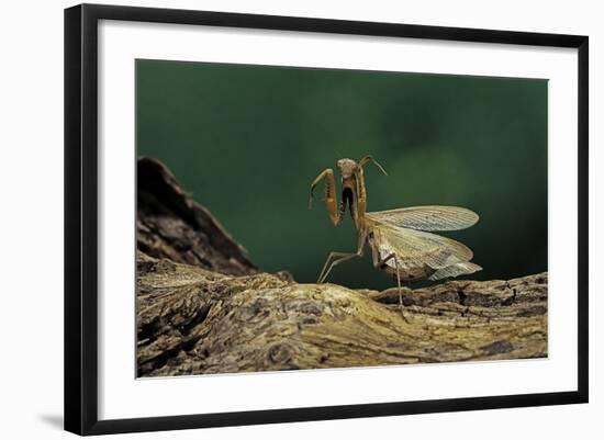 Mantis Religiosa (Praying Mantis) - in Defensive Posture, Threat Display-Paul Starosta-Framed Photographic Print