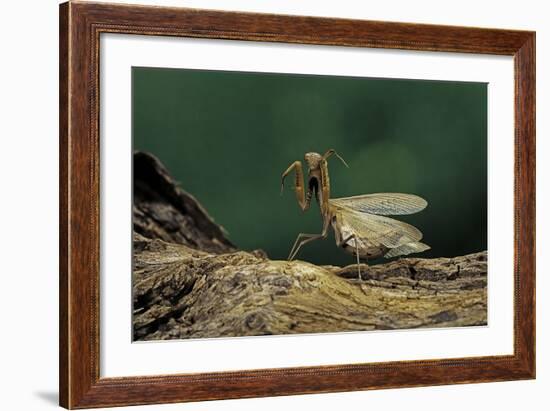 Mantis Religiosa (Praying Mantis) - in Defensive Posture, Threat Display-Paul Starosta-Framed Photographic Print