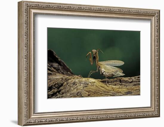 Mantis Religiosa (Praying Mantis) - in Defensive Posture, Threat Display-Paul Starosta-Framed Photographic Print