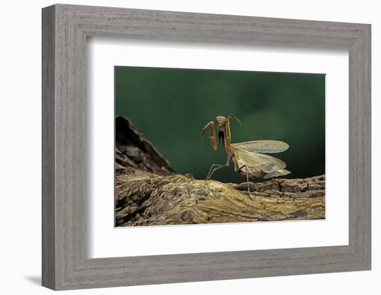 Mantis Religiosa (Praying Mantis) - in Defensive Posture, Threat Display-Paul Starosta-Framed Photographic Print