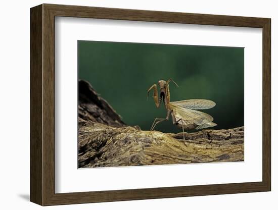 Mantis Religiosa (Praying Mantis) - in Defensive Posture, Threat Display-Paul Starosta-Framed Photographic Print