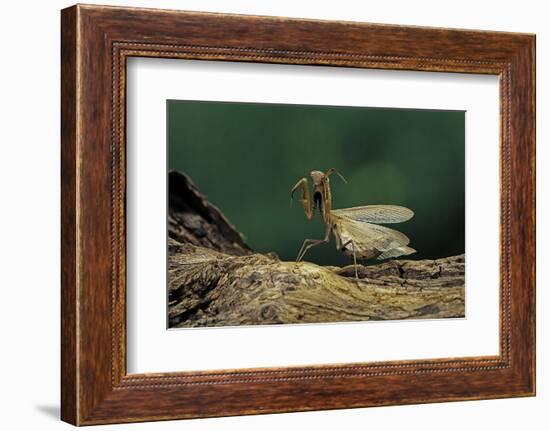 Mantis Religiosa (Praying Mantis) - in Defensive Posture, Threat Display-Paul Starosta-Framed Photographic Print