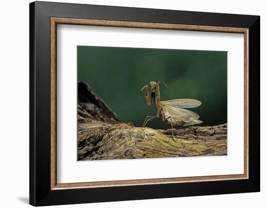 Mantis Religiosa (Praying Mantis) - in Defensive Posture, Threat Display-Paul Starosta-Framed Photographic Print