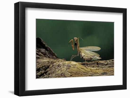 Mantis Religiosa (Praying Mantis) - in Defensive Posture, Threat Display-Paul Starosta-Framed Photographic Print