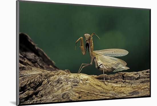 Mantis Religiosa (Praying Mantis) - in Defensive Posture, Threat Display-Paul Starosta-Mounted Photographic Print