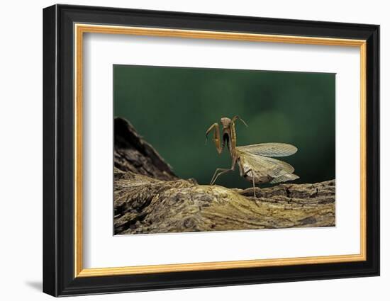 Mantis Religiosa (Praying Mantis) - in Defensive Posture, Threat Display-Paul Starosta-Framed Photographic Print