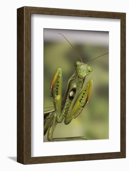 Mantis Religiosa (Praying Mantis) - in Defensive Posture, Threat Display-Paul Starosta-Framed Photographic Print