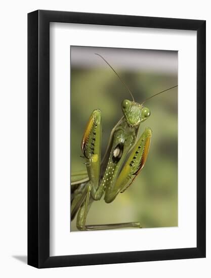 Mantis Religiosa (Praying Mantis) - in Defensive Posture, Threat Display-Paul Starosta-Framed Photographic Print