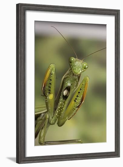 Mantis Religiosa (Praying Mantis) - in Defensive Posture, Threat Display-Paul Starosta-Framed Photographic Print