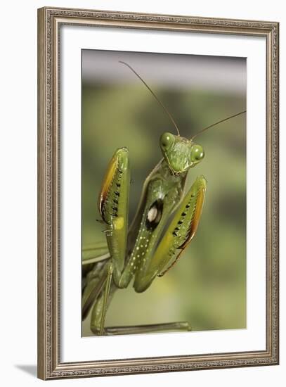 Mantis Religiosa (Praying Mantis) - in Defensive Posture, Threat Display-Paul Starosta-Framed Photographic Print