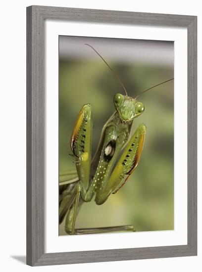 Mantis Religiosa (Praying Mantis) - in Defensive Posture, Threat Display-Paul Starosta-Framed Photographic Print