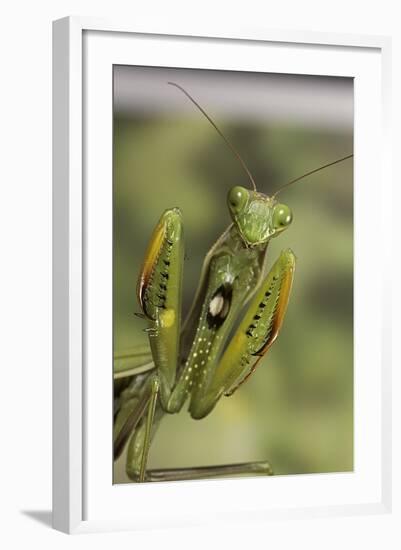 Mantis Religiosa (Praying Mantis) - in Defensive Posture, Threat Display-Paul Starosta-Framed Photographic Print