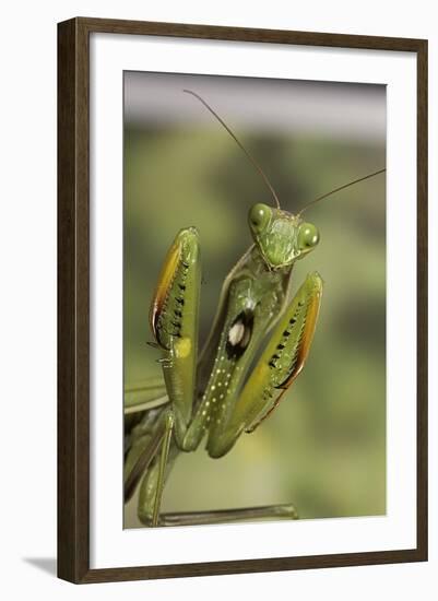 Mantis Religiosa (Praying Mantis) - in Defensive Posture, Threat Display-Paul Starosta-Framed Photographic Print