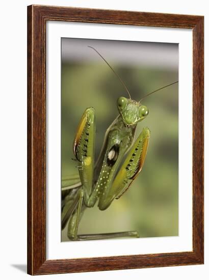 Mantis Religiosa (Praying Mantis) - in Defensive Posture, Threat Display-Paul Starosta-Framed Photographic Print