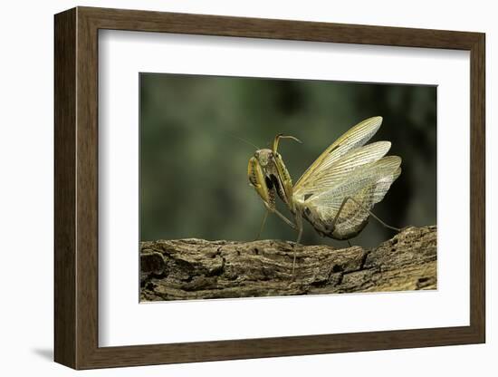 Mantis Religiosa (Praying Mantis) - in Defensive Posture, Threat Display-Paul Starosta-Framed Photographic Print